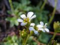 Saxifraga androsacea